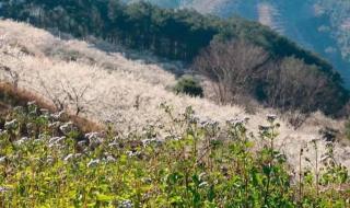 广西贺州市有几个镇区 广西贺州市地图