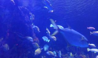 上海长风公园要门票吗 上海海洋水族馆门票